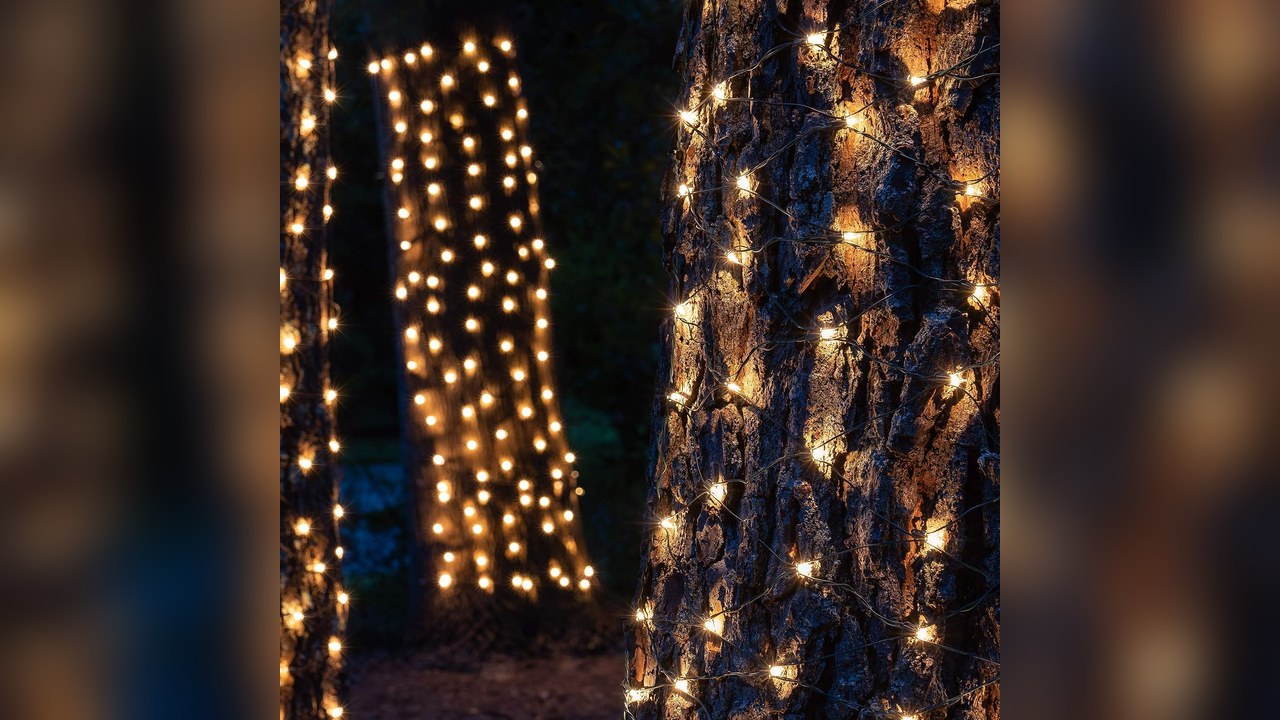 Clear net trunk wrap lights on a front yard tree trunk