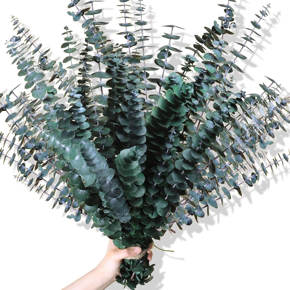 Dried eucalyptus bundle hanging from a shower head